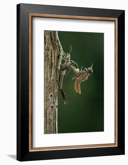 Calopteryx Virgo (Beautiful Demoiselle) - Emerging-Paul Starosta-Framed Photographic Print