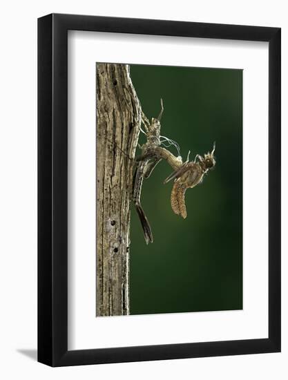 Calopteryx Virgo (Beautiful Demoiselle) - Emerging-Paul Starosta-Framed Photographic Print