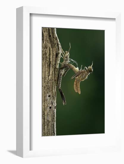 Calopteryx Virgo (Beautiful Demoiselle) - Emerging-Paul Starosta-Framed Photographic Print