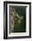 Calopteryx Virgo (Beautiful Demoiselle) - Emerging-Paul Starosta-Framed Photographic Print