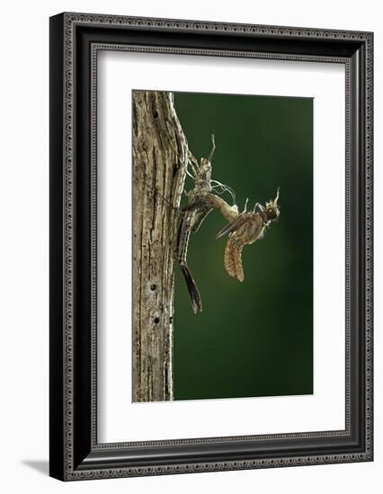 Calopteryx Virgo (Beautiful Demoiselle) - Emerging-Paul Starosta-Framed Photographic Print