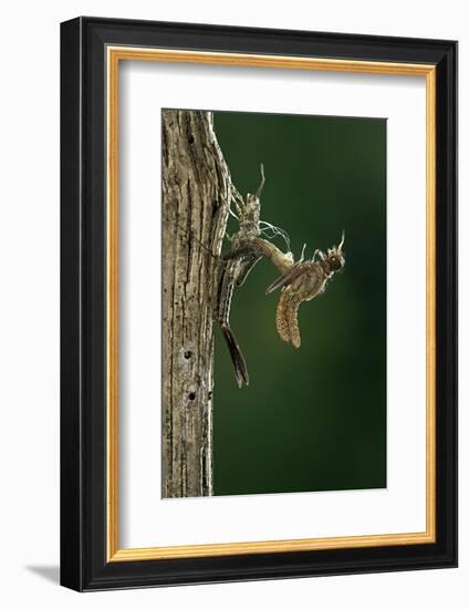 Calopteryx Virgo (Beautiful Demoiselle) - Emerging-Paul Starosta-Framed Photographic Print