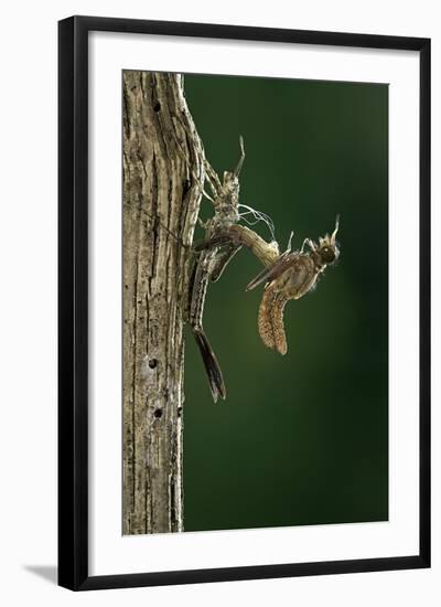 Calopteryx Virgo (Beautiful Demoiselle) - Emerging-Paul Starosta-Framed Photographic Print