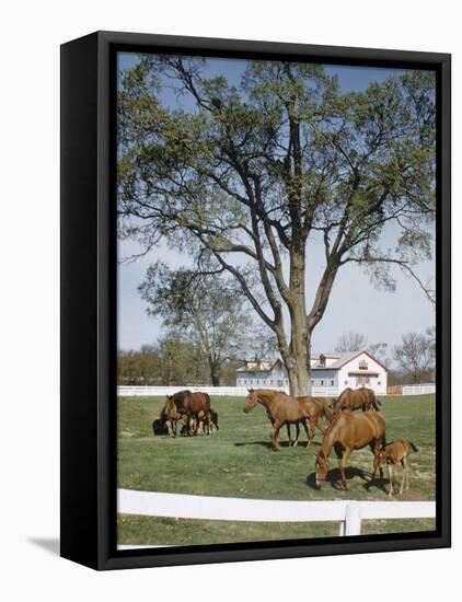 Calumet, Horse Farm-Eliot Elisofon-Framed Premier Image Canvas