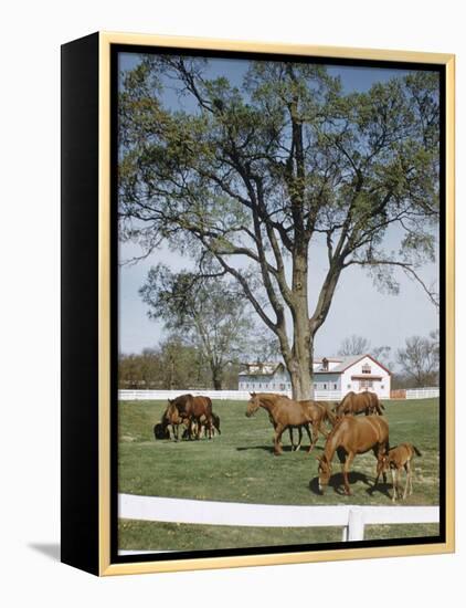 Calumet, Horse Farm-Eliot Elisofon-Framed Premier Image Canvas