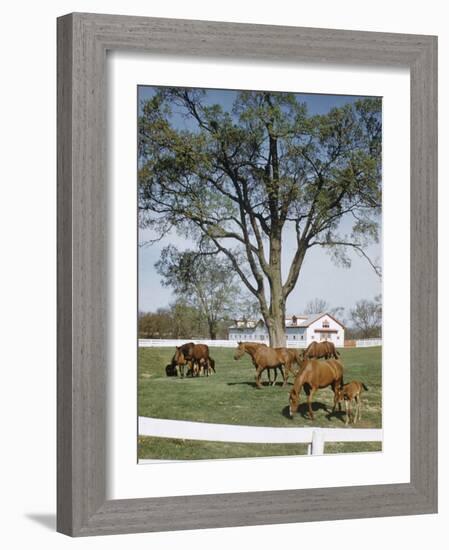 Calumet, Horse Farm-Eliot Elisofon-Framed Photographic Print