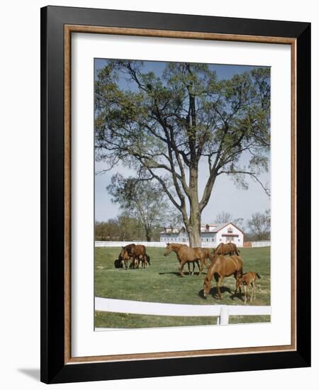 Calumet, Horse Farm-Eliot Elisofon-Framed Photographic Print