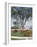 Calumet, Horse Farm-Eliot Elisofon-Framed Photographic Print