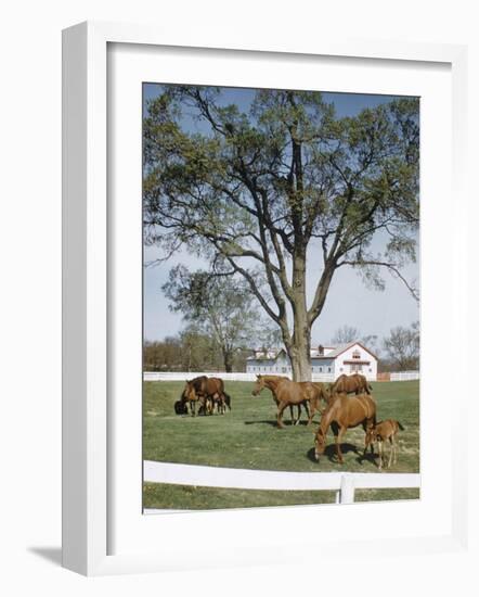 Calumet, Horse Farm-Eliot Elisofon-Framed Photographic Print