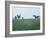 Calumet, Horse Farm-Eliot Elisofon-Framed Photographic Print