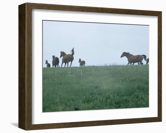 Calumet, Horse Farm-Eliot Elisofon-Framed Photographic Print