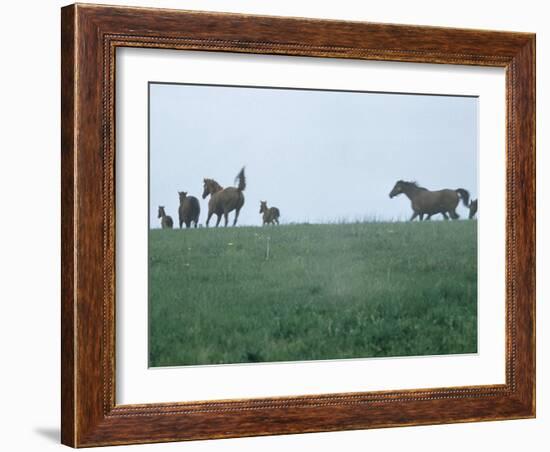 Calumet, Horse Farm-Eliot Elisofon-Framed Photographic Print