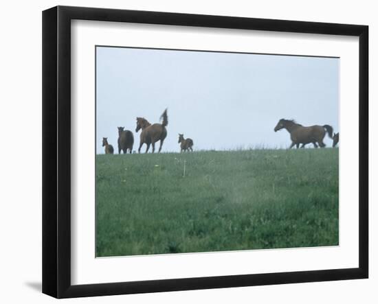 Calumet, Horse Farm-Eliot Elisofon-Framed Photographic Print