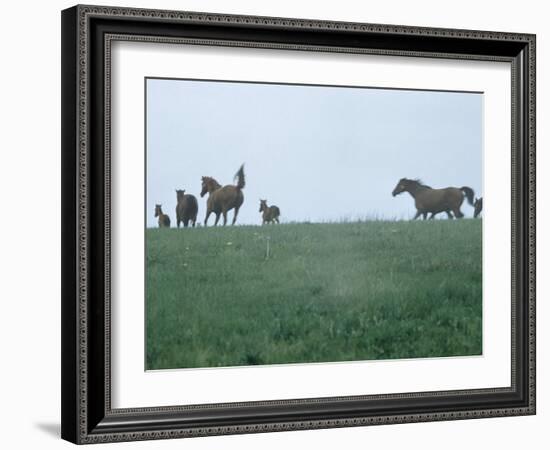 Calumet, Horse Farm-Eliot Elisofon-Framed Photographic Print