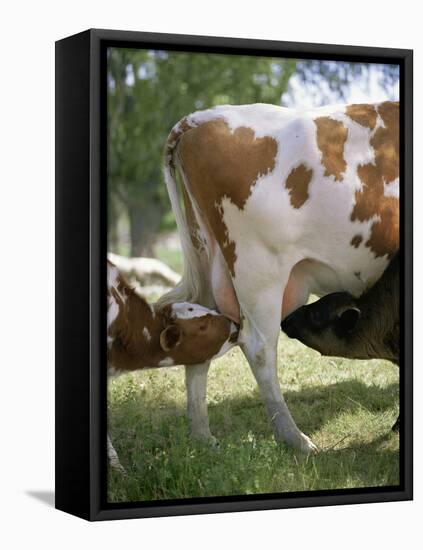 Calves Suckling on Their Mother-Bjorn Svensson-Framed Premier Image Canvas