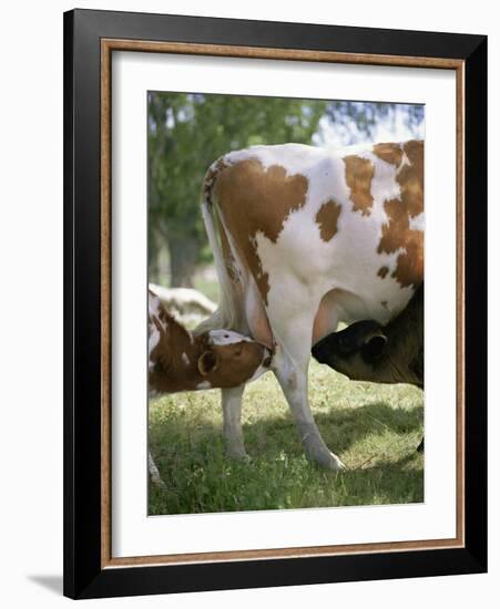 Calves Suckling on Their Mother-Bjorn Svensson-Framed Photographic Print