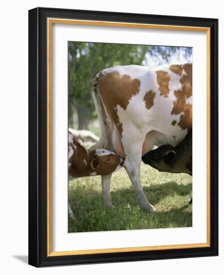 Calves Suckling on Their Mother-Bjorn Svensson-Framed Photographic Print