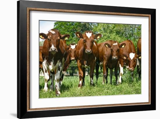 Calves-Bjorn Svensson-Framed Photographic Print