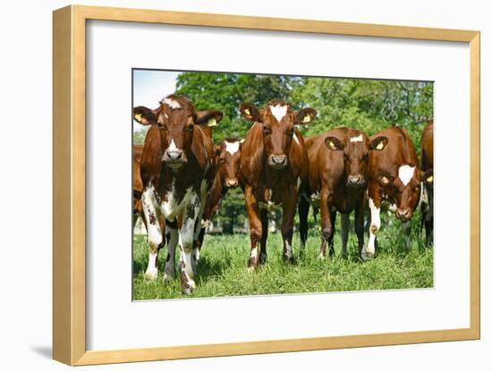 Calves-Bjorn Svensson-Framed Photographic Print