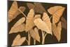 Calypso Leaves II-Paul Brent-Mounted Art Print