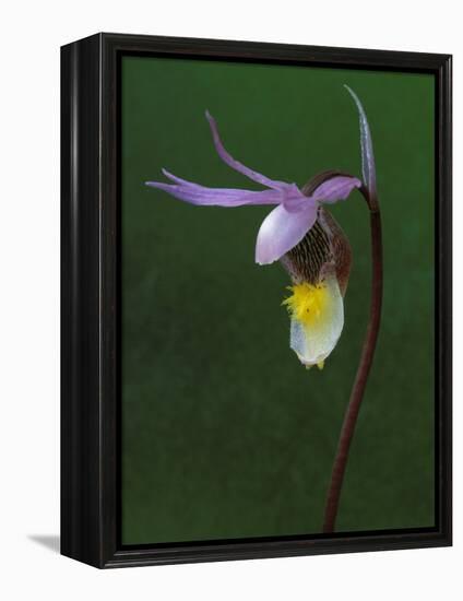 Calypso Orchid, Wilderness State Park, Michigan, USA-Claudia Adams-Framed Premier Image Canvas