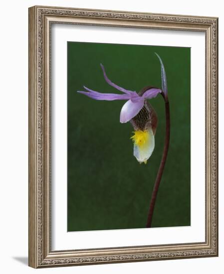 Calypso Orchid, Wilderness State Park, Michigan, USA-Claudia Adams-Framed Photographic Print