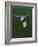 Calypso Orchid, Wilderness State Park, Michigan, USA-Claudia Adams-Framed Photographic Print