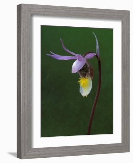 Calypso Orchid, Wilderness State Park, Michigan, USA-Claudia Adams-Framed Photographic Print