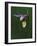 Calypso Orchid, Wilderness State Park, Michigan, USA-Claudia Adams-Framed Photographic Print