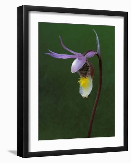 Calypso Orchid, Wilderness State Park, Michigan, USA-Claudia Adams-Framed Photographic Print