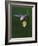 Calypso Orchid, Wilderness State Park, Michigan, USA-Claudia Adams-Framed Photographic Print