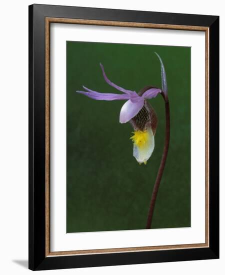 Calypso Orchid, Wilderness State Park, Michigan, USA-Claudia Adams-Framed Photographic Print