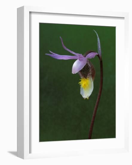 Calypso Orchid, Wilderness State Park, Michigan, USA-Claudia Adams-Framed Photographic Print