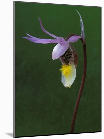 Calypso Orchid, Wilderness State Park, Michigan, USA-Claudia Adams-Mounted Photographic Print