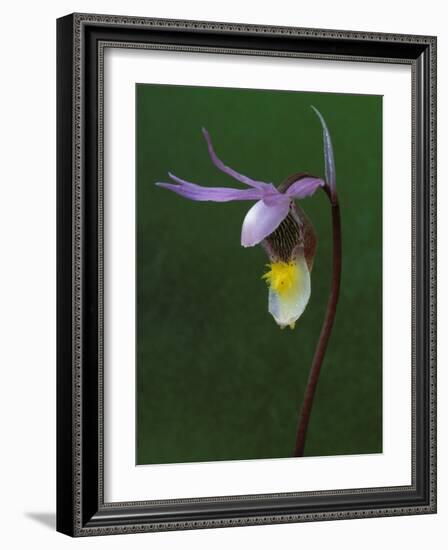 Calypso Orchid, Wilderness State Park, Michigan, USA-Claudia Adams-Framed Photographic Print