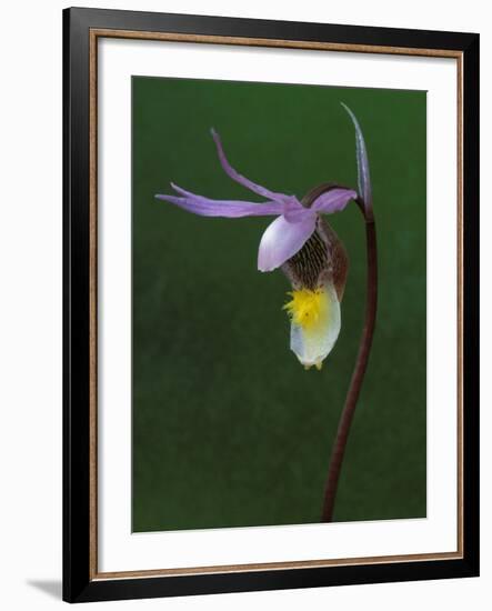 Calypso Orchid, Wilderness State Park, Michigan, USA-Claudia Adams-Framed Photographic Print