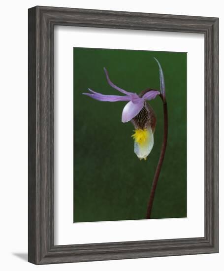 Calypso Orchid, Wilderness State Park, Michigan, USA-Claudia Adams-Framed Photographic Print