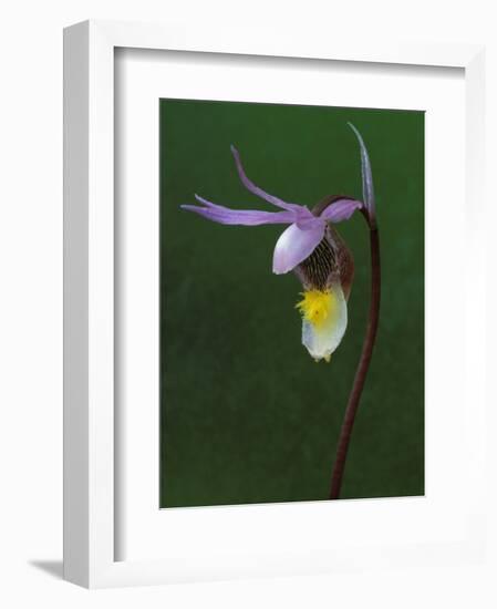 Calypso Orchid, Wilderness State Park, Michigan, USA-Claudia Adams-Framed Photographic Print