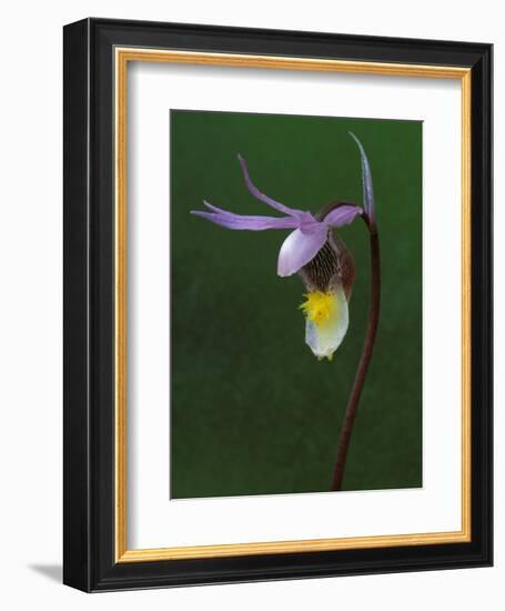 Calypso Orchid, Wilderness State Park, Michigan, USA-Claudia Adams-Framed Photographic Print