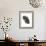 Calyptorhynchus Banksil-Aert Schouman-Framed Giclee Print displayed on a wall