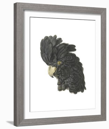 Calyptorhynchus Banksil-Aert Schouman-Framed Giclee Print