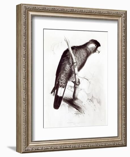 Calyptorhynchus Baudinii, or Baudin's Cockatoo, 1832-Edward Lear-Framed Giclee Print