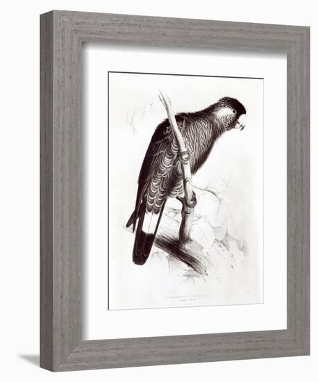 Calyptorhynchus Baudinii, or Baudin's Cockatoo, 1832-Edward Lear-Framed Giclee Print