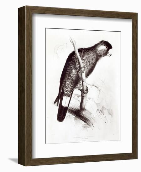 Calyptorhynchus Baudinii, or Baudin's Cockatoo, 1832-Edward Lear-Framed Giclee Print