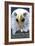 Camano Island, Washington - Eagle Up Close-Lantern Press-Framed Art Print