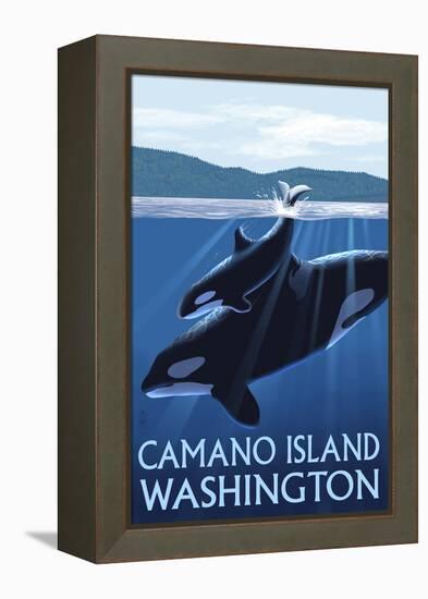 Camano Island, Washington - Orca and Calf-Lantern Press-Framed Stretched Canvas