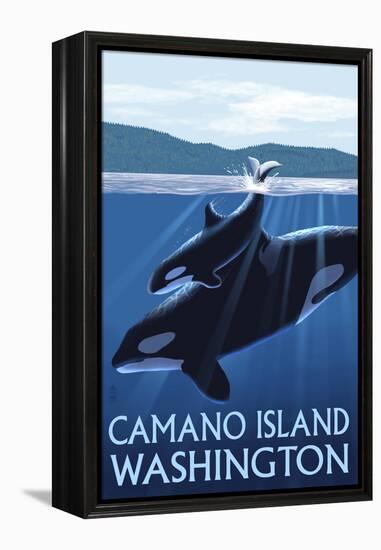 Camano Island, Washington - Orca and Calf-Lantern Press-Framed Stretched Canvas