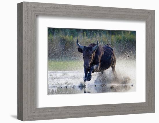 Camargue bull running through marshland, Camargue, France-Tony Heald-Framed Photographic Print