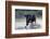 Camargue bull running through marshland, Camargue, France-Tony Heald-Framed Photographic Print