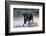 Camargue bull running through marshland, Camargue, France-Tony Heald-Framed Photographic Print